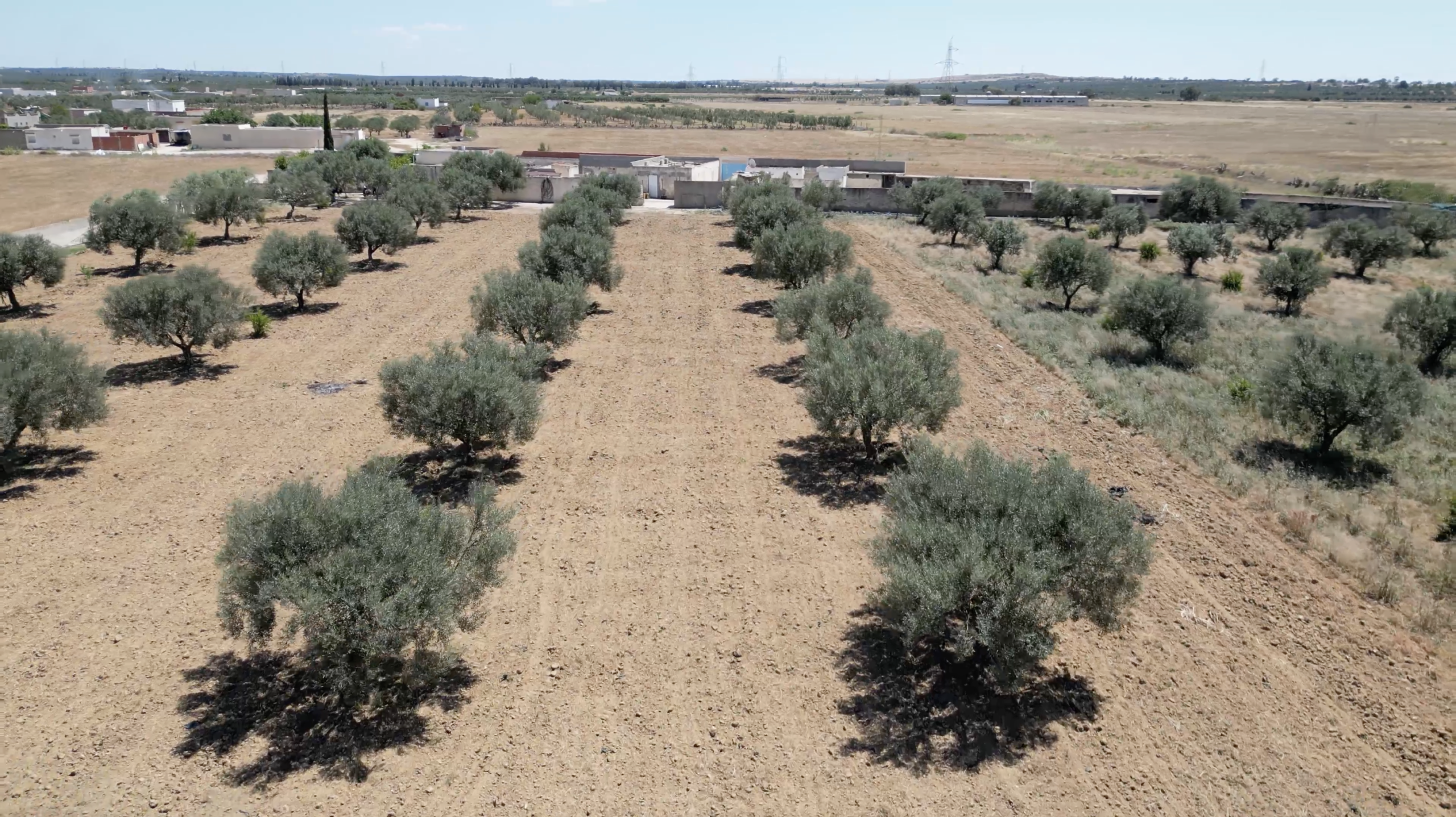 Verger d'oliviers, d'où vient le bois des ustensiles en bois d'olivier