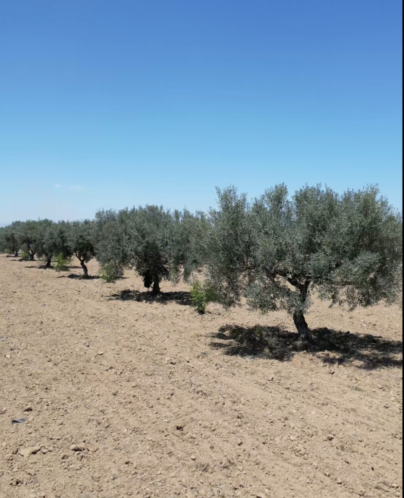 Oliviers du sud tunisien