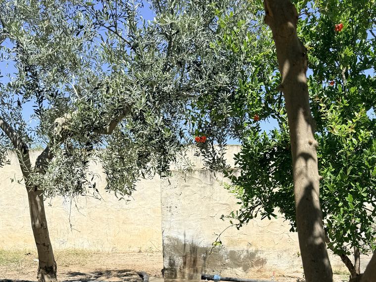 Olea apropos verger